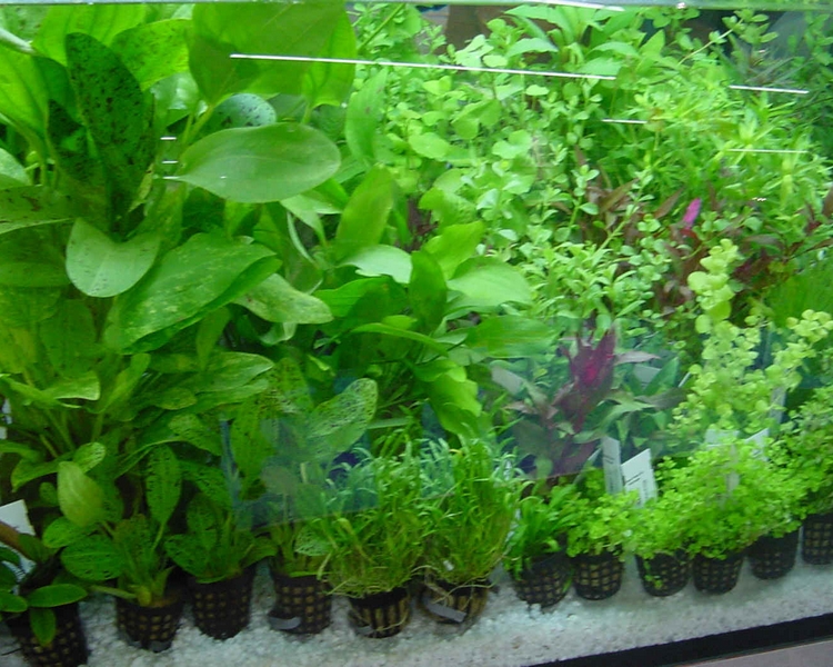 6 x Potted Tropical Tank Plants